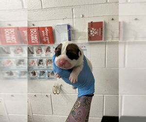 Mutt Dogs for adoption in San Bernardino, CA, USA