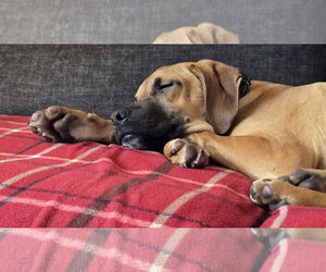 Medium Photo #2 Boxador Puppy For Sale in Woodbury, NY, USA