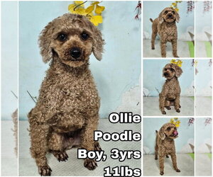 Poodle (Miniature) Dogs for adoption in Seattle, WA, USA