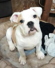 Bulldog Dogs for adoption in Commerce, GA, USA