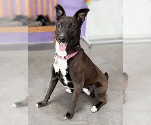 Greyhound-Labrador Retriever Mix Dogs for adoption in Genesee, WI, USA