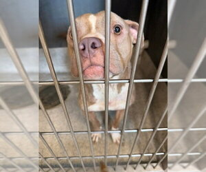 American Staffordshire Terrier Dogs for adoption in Tallahassee, FL, USA