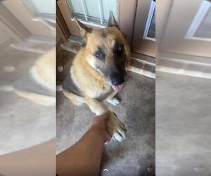German Shepherd Dog Dogs for adoption in San Antonio, TX, USA