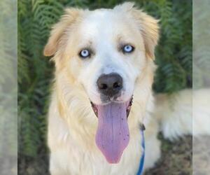 Golden Pyrenees Dogs for adoption in San Diego, CA, USA