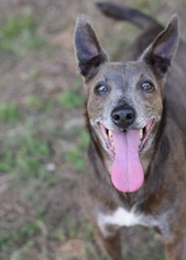 Italian Greyhound Dogs for adoption in Cochran, GA, USA