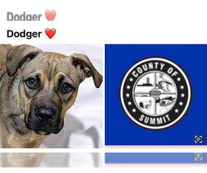 American Pit Bull Terrier-German Shepherd Dog Mix Dogs for adoption in Akron, OH, USA
