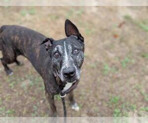 Unknown-Whippet Mix Dogs for adoption in Ocala, FL, USA