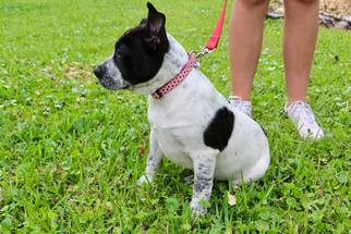 Bulloxer Dogs for adoption in New Smyrna Beach, FL, USA