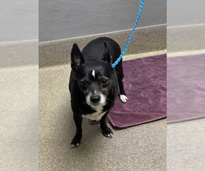 Chihuahua-Unknown Mix Dogs for adoption in Las Vegas, NV, USA
