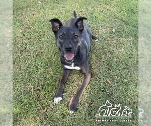 American Pit Bull Terrier-German Shepherd Dog Mix Dogs for adoption in Irvine, CA, USA