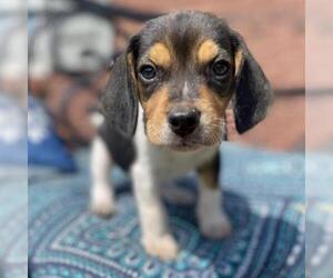 Beagle Dogs for adoption in Helena, AL, USA