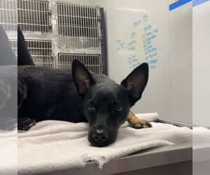 Chihuahua Dogs for adoption in Chico, CA, USA