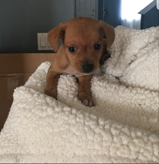 Chiweenie Dogs for adoption in Fresno, CA, USA