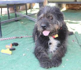 Tibetan Terrier Dogs for adoption in Lake Forest, CA, USA