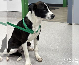 Medium Photo #14 Labrador Retriever-Unknown Mix Puppy For Sale in Washington, DC, USA