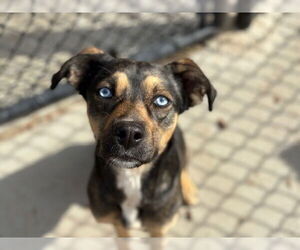 American Pit Bull Terrier-Unknown Mix Dogs for adoption in Tulsa, OK, USA