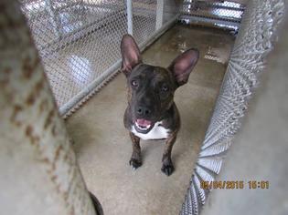 Boston Terrier-Mountain Cur Mix Dogs for adoption in Sebring, FL, USA