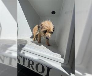 Mutt Dogs for adoption in Houston, TX, USA