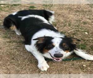English Shepherd Dogs for adoption in Easton, MD, USA