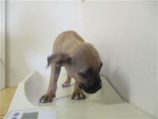 Bullboxer Pit Dogs for adoption in Kailua Kona , HI, USA