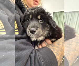 German Shepherd Dog-Unknown Mix Dogs for adoption in Holly Springs, NC, USA