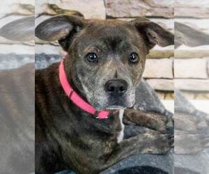 Miniature English Bulldach Dogs for adoption in Kennesaw, GA, USA