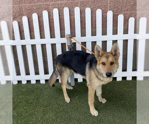 German Shepherd Dog Dogs for adoption in Modesto, CA, USA