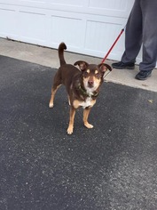 Chiranian Dogs for adoption in Traverse City, MI, USA