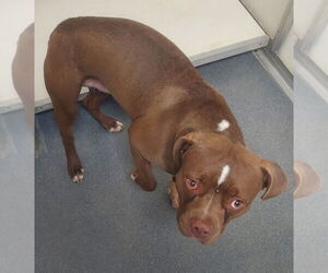 American Pit Bull Terrier Dogs for adoption in Glen Allen, VA, USA