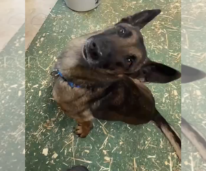 Mutt Dogs for adoption in Imlay City, MI, USA