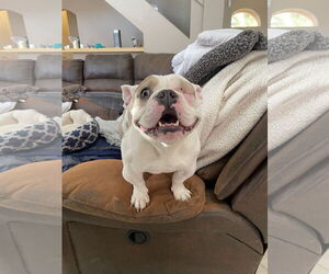 Bulldog-Unknown Mix Dogs for adoption in Las Vegas, NV, USA
