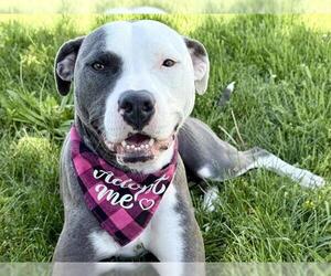 American Pit Bull Terrier Dogs for adoption in Pueblo, CO, USA