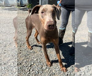 Doberman Pinscher Dogs for adoption in Woodland, CA, USA