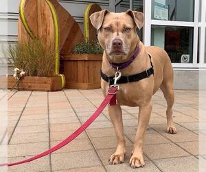 American Pit Bull Terrier Dogs for adoption in Berkeley , CA, USA