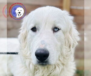 Great Pyrenees Dogs for adoption in Spring, TX, USA