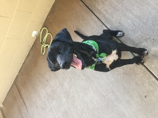 Labrador Retriever-Unknown Mix Dogs for adoption in Dallas, TX, USA