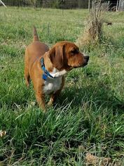 Small American Staffordshire Terrier-Beagle Mix