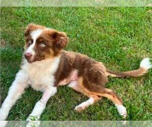Australian Shepherd-Unknown Mix Dogs for adoption in Lakewood, CO, USA