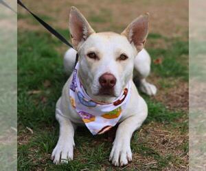 Labrador Retriever-Unknown Mix Dogs for adoption in San Antonio, TX, USA