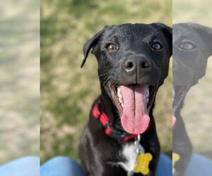 Mutt Dogs for adoption in Sandy, UT, USA