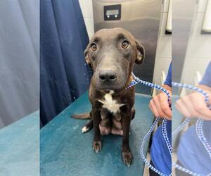 Labrador Retriever-Unknown Mix Dogs for adoption in Mobile, AL, USA