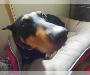 Doberman Pinscher Dogs for adoption in Lewistown, PA, USA