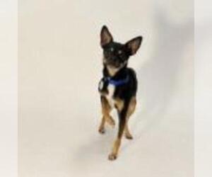 Chihuahua Dogs for adoption in Show Low, AZ, USA