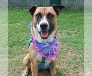 Mutt Dogs for adoption in San Antonio, TX, USA