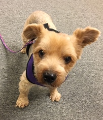 Silky Terrier Dogs for adoption in Beloit, WI, USA