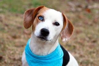 Jack-A-Bee Dogs for adoption in Temple, GA, USA