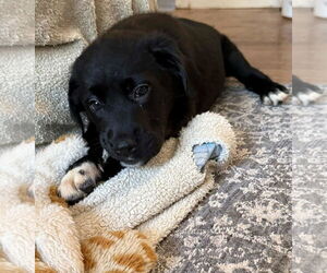 Great Pyrenees-Unknown Mix Dogs for adoption in Mechanicsburg, PA, USA