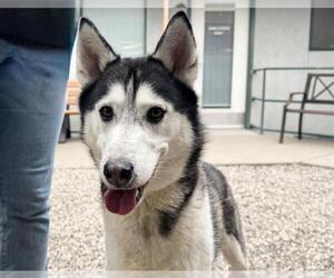 Siberian Husky Dogs for adoption in Santa Rosa, CA, USA