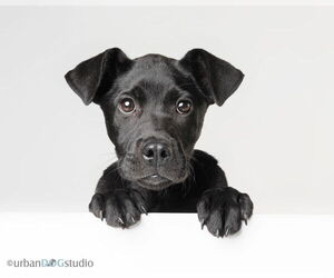 Labrador Retriever-Unknown Mix Dogs for adoption in Tampa, FL, USA