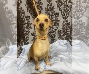 Chihuahua Dogs for adoption in Modesto, CA, USA